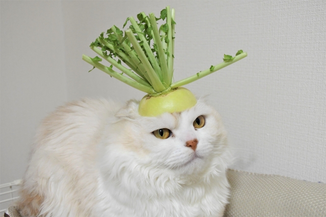 ヌコ